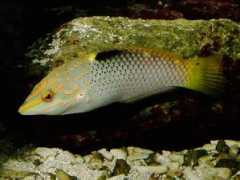 Wrasse