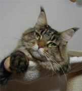 mainecoon.at Wucki