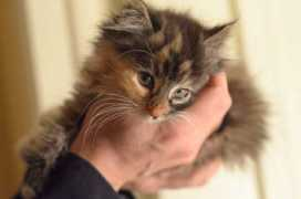 theittybittykittycommittee.com Wylla