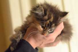 theittybittykittycommittee.com Wylla