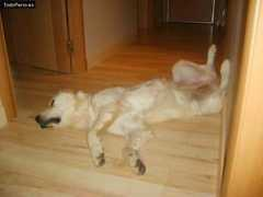 todoperro.es Xafira