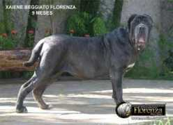 mastim.com.br Xaiane