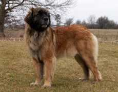 starofregulus.dk Xaire