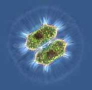 microscopy-uk.org.uk Xanti