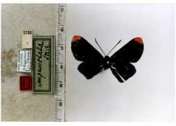 butterfliesofamerica.com Xarifa