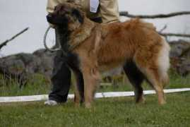 caoplaton.com Xarope