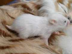 rikyhamstery.com Xarrie