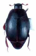 entomology.wisc.edu Xavieri