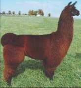 graustarkllamas.com Xcalibur