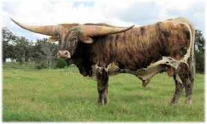 starcreekranch.com Xcalibur