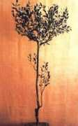 euran.com Xenoulis