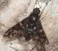 bugguide.net Xenox