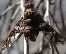 bugguide.net Xenox