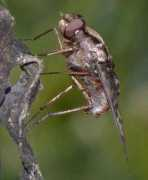 bugguide.net Xenox