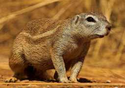 biodiversityexplorer.org Xerus
