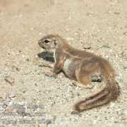 hlasek.com Xerus