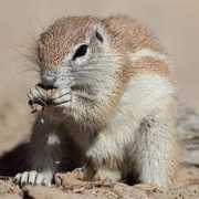 biodiversityexplorer.org Xerus