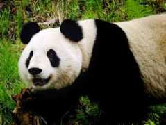 Xiang