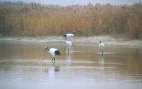 7223.org Xianhai