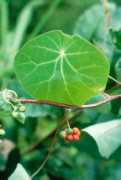 efloras.org Xianrui