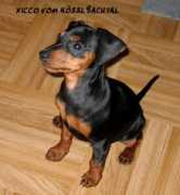 Xicco