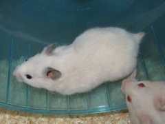 Xillo