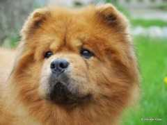 brummbaer.hunde-homepage.com Ximba