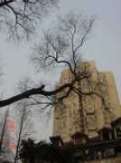 Xingguo