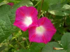 yangsheng.abang.com Xinshuai