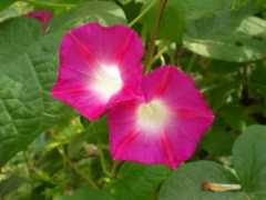 yangsheng.abang.com Xinshuai