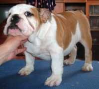 bulldog-mi-ol-win.com Xisa
