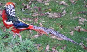 feathersite.com Xlady