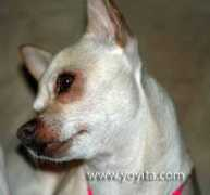 yoyita.com Xochitl