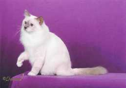 desertjewelcats.com Xrystal
