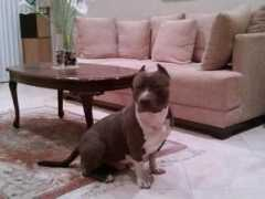 highlinekennels.com Xson
