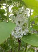 un-parfum-de-lilas-blanc.eklablog.com Xych