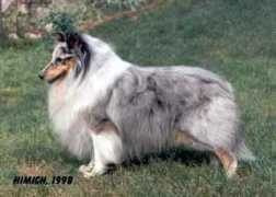 crazy-shelties.de Xyro
