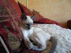 lasjoyasthai-siamcats.de Yacintha