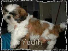 Yadih