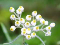 botanic.jp Yahaha