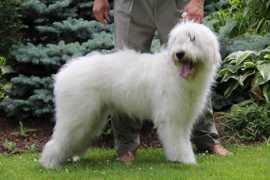 cats-dogs-ukraine.com Yalila