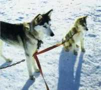 bestdogclub.com Yalinda