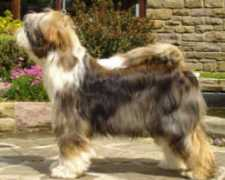 yuliatibetanterriers.co.uk Yamilla