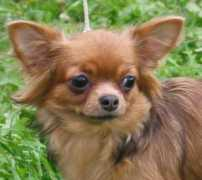 chihuahua.ru Yanger