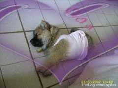 petflog.com Yatzil
