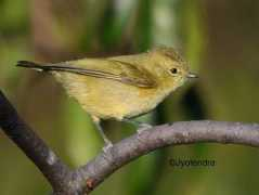 orientalbirdimages.org Ybt
