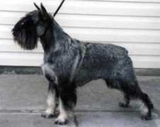 tetis.petsinform.com Yelka