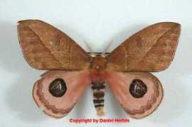 saturniidae-web.de Yourii