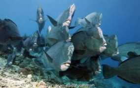 underwaterphotography.com Yusran