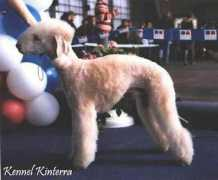 kinterra.terriersclub.com Yustian